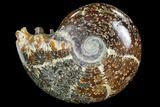 Polished, Agatized Ammonite (Cleoniceras) - Madagascar #97311-1